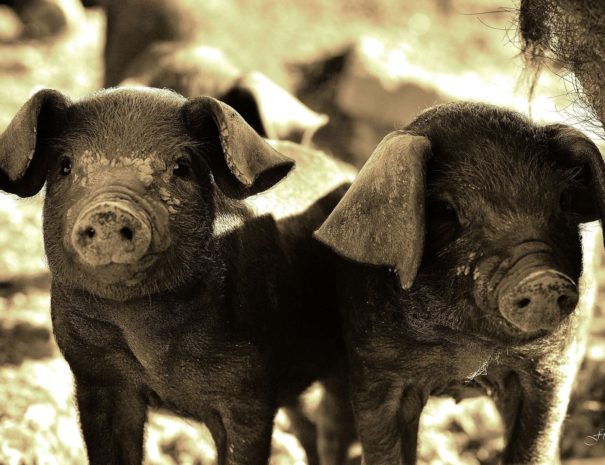 Kintoa - à la rencontre des cochons du Pays BAsque - visite insolite Pays Basque