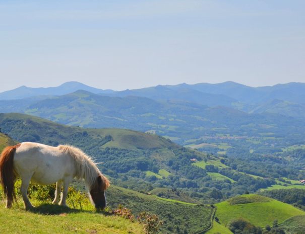 Visite guidée côté Montagne Pays Basque - Txiki Combi