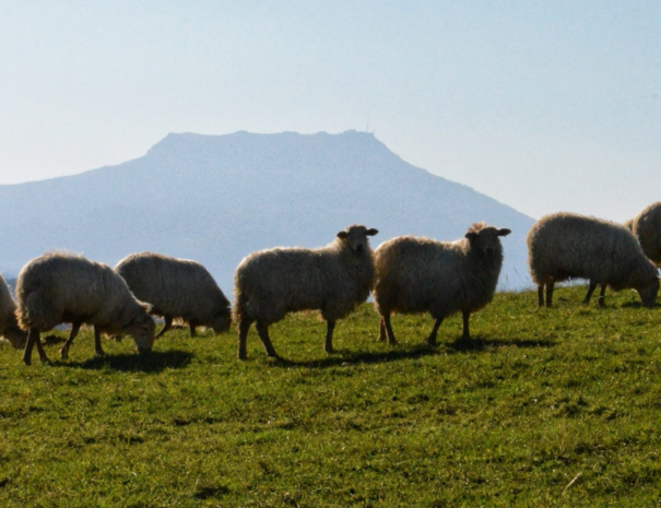 Idée weekend au Pays Basque | Txiki Combi