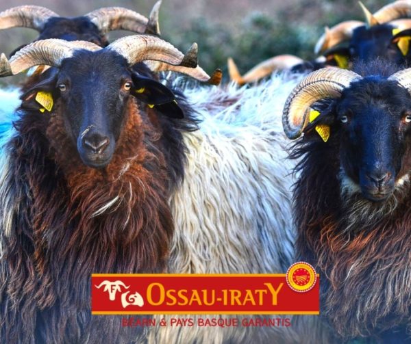 Ossau Iraty Tour | Txiki Combi Pays Basque