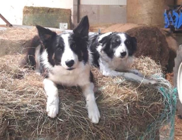 Chien de berger Ossau Iraty Pays Basque | Txiki Combi Pays Basque
